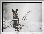 Gałązki, Zima, Australian cattle dog, Śnieg, Rośliny